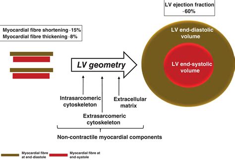 normal lv ejection fraction.